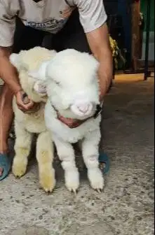 sepasang cempe anakan domba merino super istimewa 4 bln boneka hidup