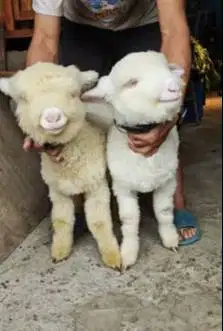 sepasang cempe bibit domba merino super istimewa 4 bln boneka hidup ok