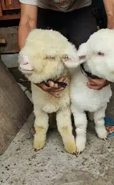sepasang cempe bibit domba merino super istimewa 4 bln boneka hidup ok