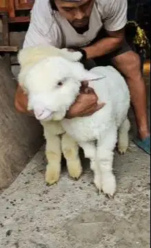 sepasang anakan cempe domba merino 4 bln superan istimewa boneka hidup