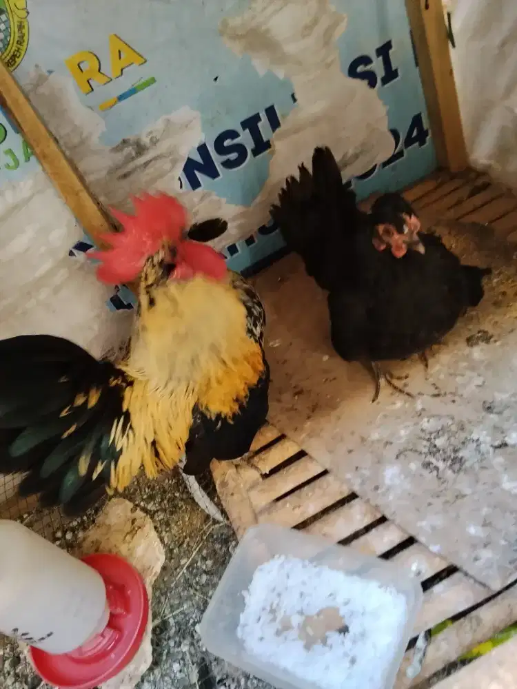 Sepasang Ayam Kate Siap Produksi Sehat dan Jinak