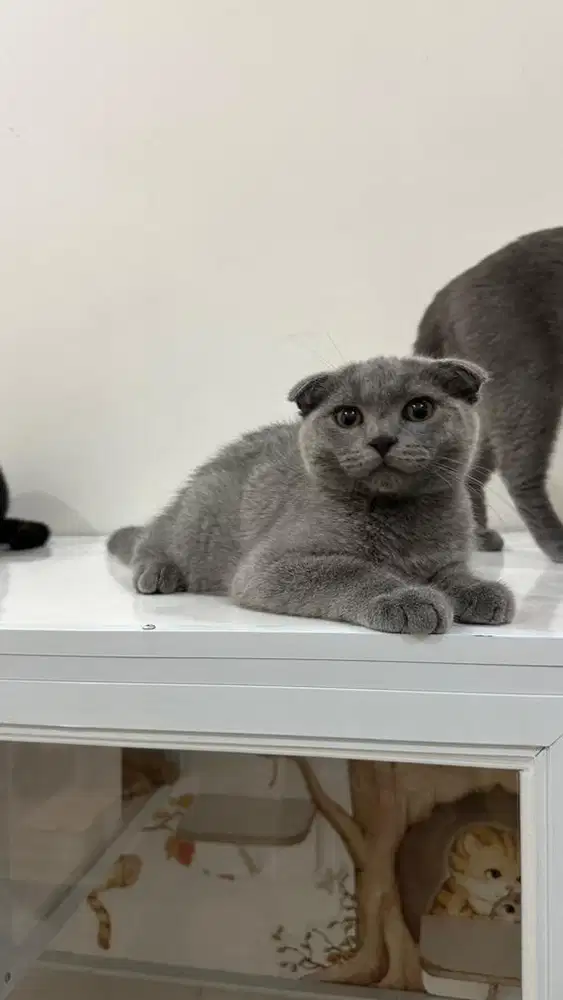 Kitten BSH scottish fold