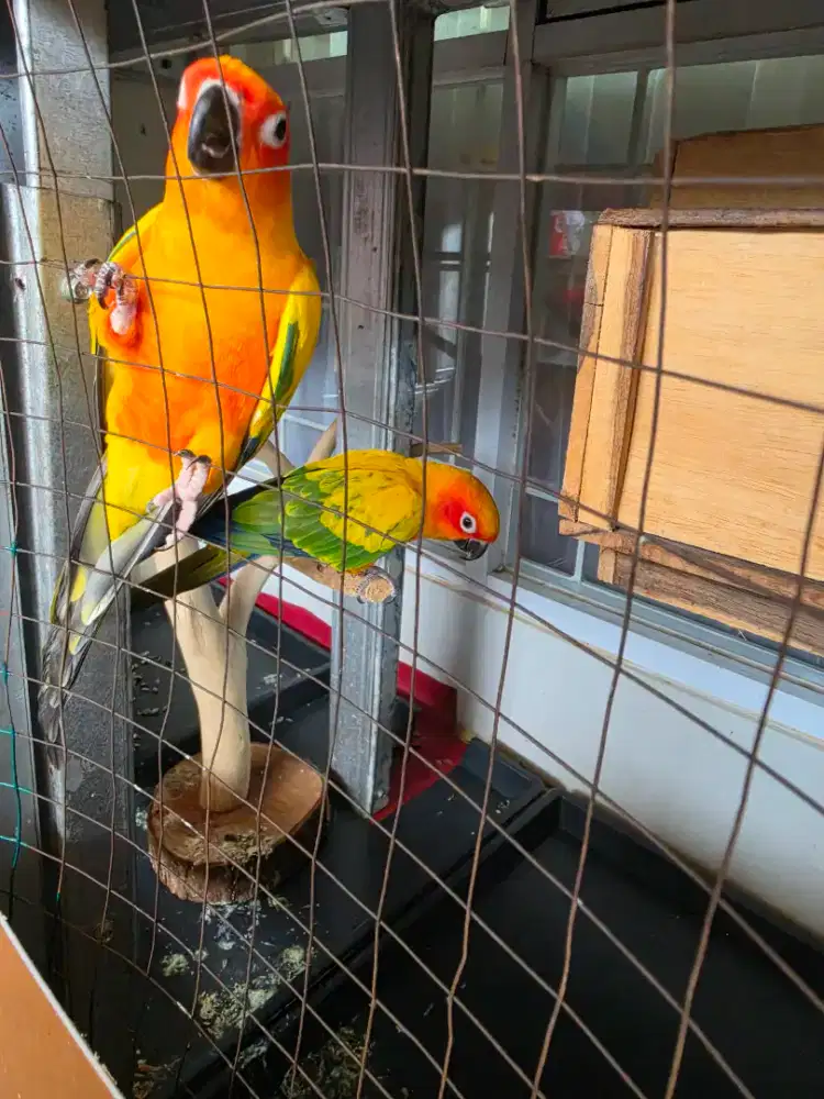 Di Jual Sepasang SunConure BU