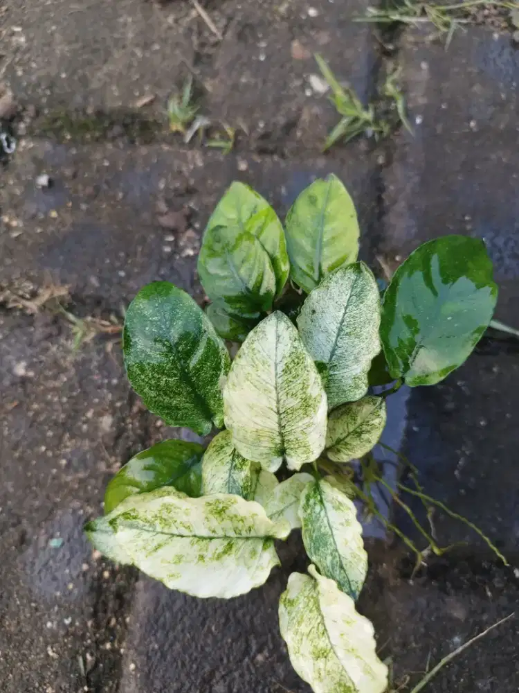 AnubiasPintoAquascape