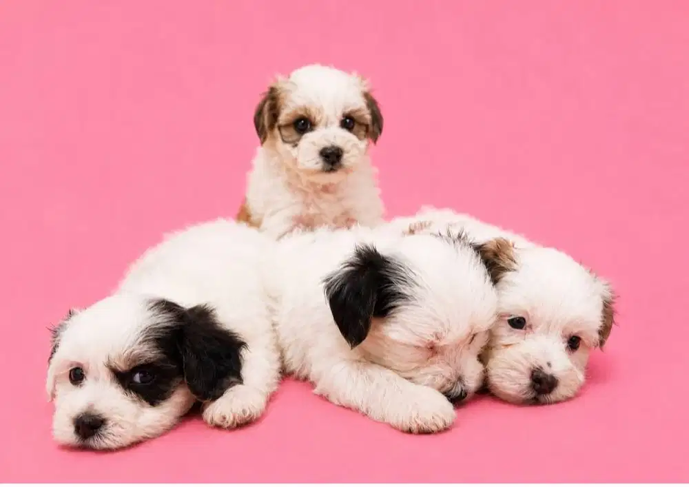 Maltese mix Poodle motif langka