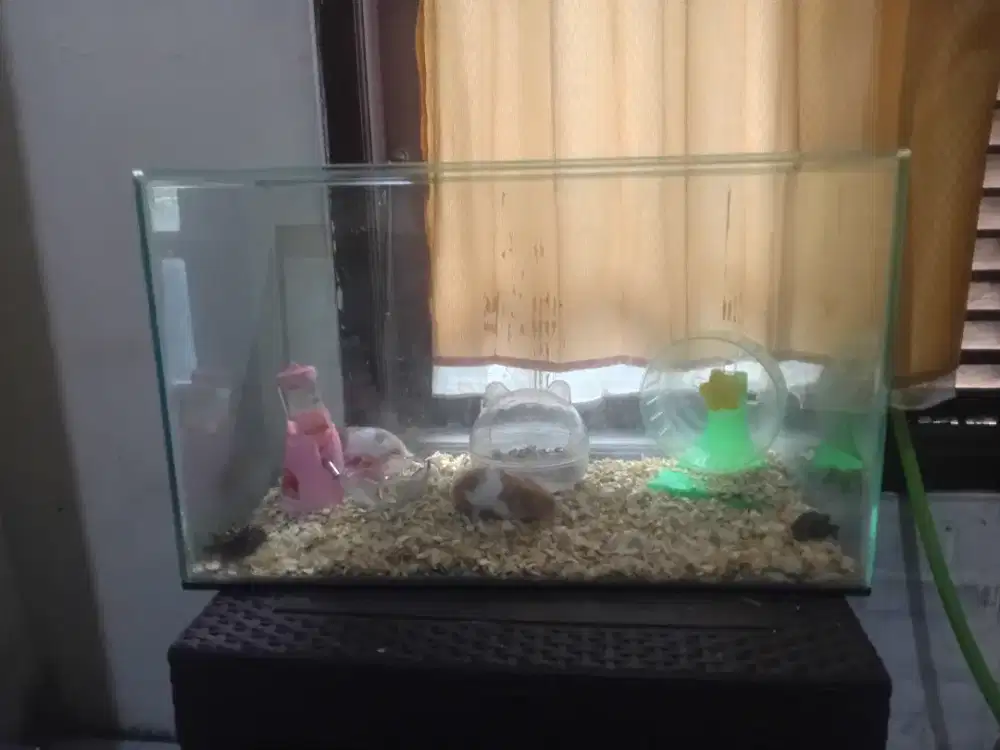 2 aquarium kaca tebal bagus ukuran 60x40x35 dan 4 hamster