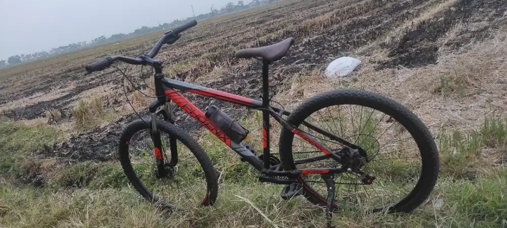 Phoenix merah siap pakai