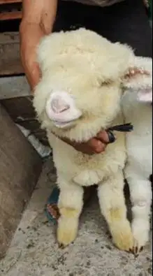 sepasang anakan cempe domba merino superan 4 bln boneka hidup exotik
