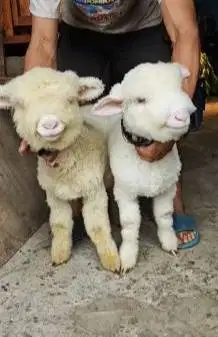 sepasang anakan cempe domba merino superan 4 bln boneka hidup exotik