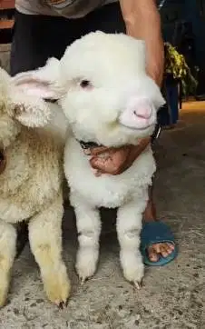sepasang anakan cempe domba merino superan 4 bln boneka hidup exotik