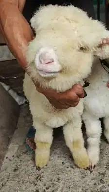 sepasang anakan cempe domba merino super 4 bln istimewa full bulu unik