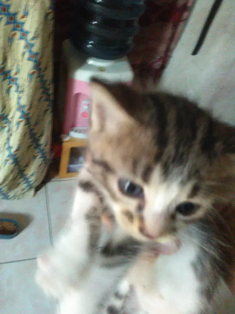 ADOPSI ANAK KUCING