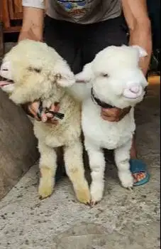 sepasang anakan bibit cempe domba merino super 4 bln istimewa exotik