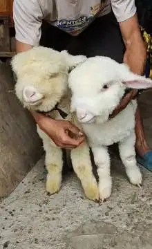 sepasang anakan cempe bibit domba merino superan istimewa 4 bln exotik