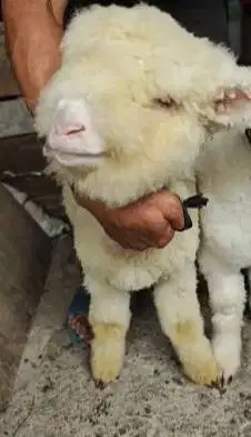 sepasang anakan cempe bibit domba merino superan istimewa 4 bln exotik