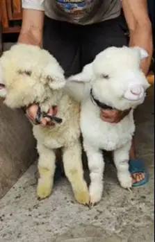 sepasang anakan cempe bibit domba merino superan istimewa 4 bln exotik