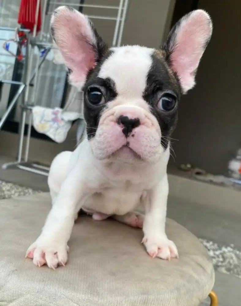 Pied French Bulldog