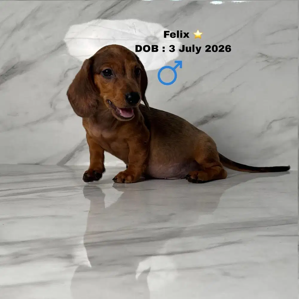 DIJUAL TEKEL DACHSHUND NON STAMBUM