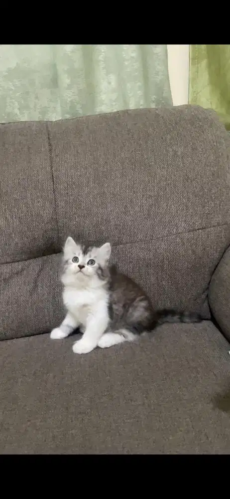 persia kitten longhair