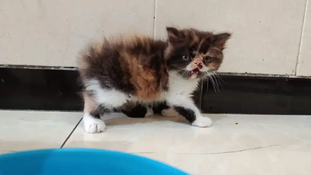 Anak Kucing Persia Peaknose Belang Telon