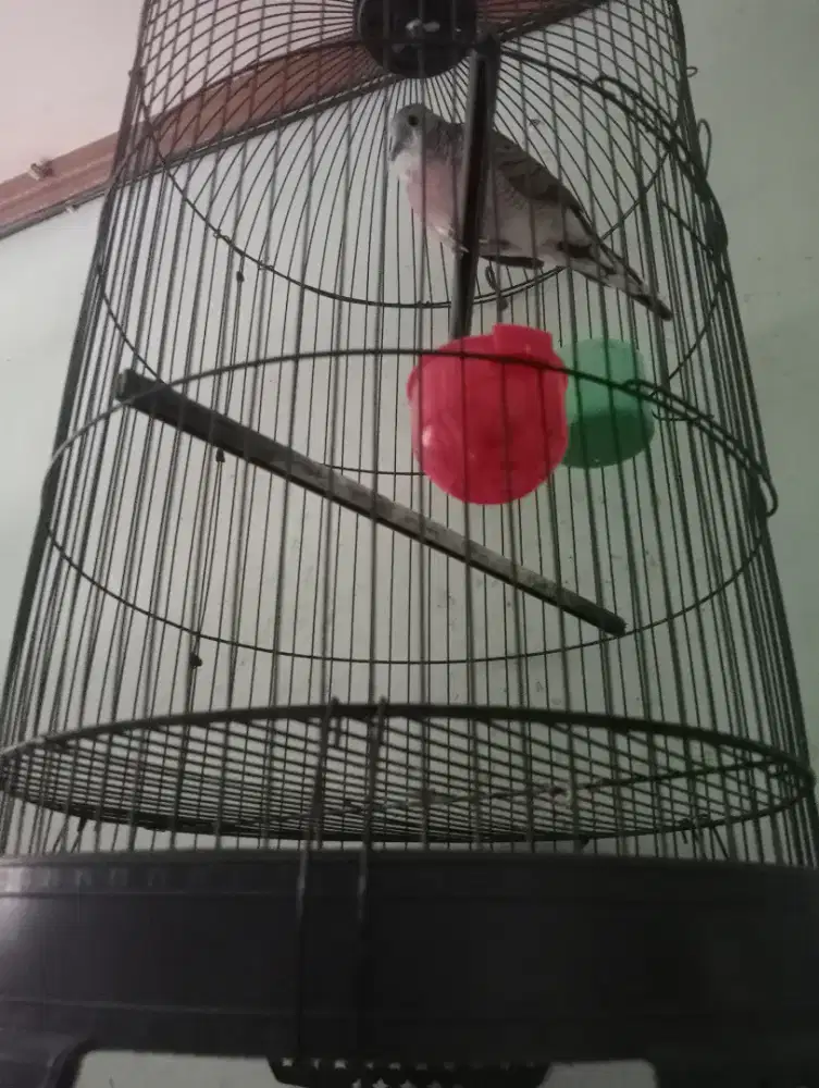 Burung Perkutut Lokal
