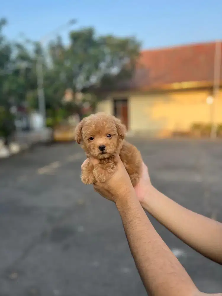 Toy poodle jantan size kecil