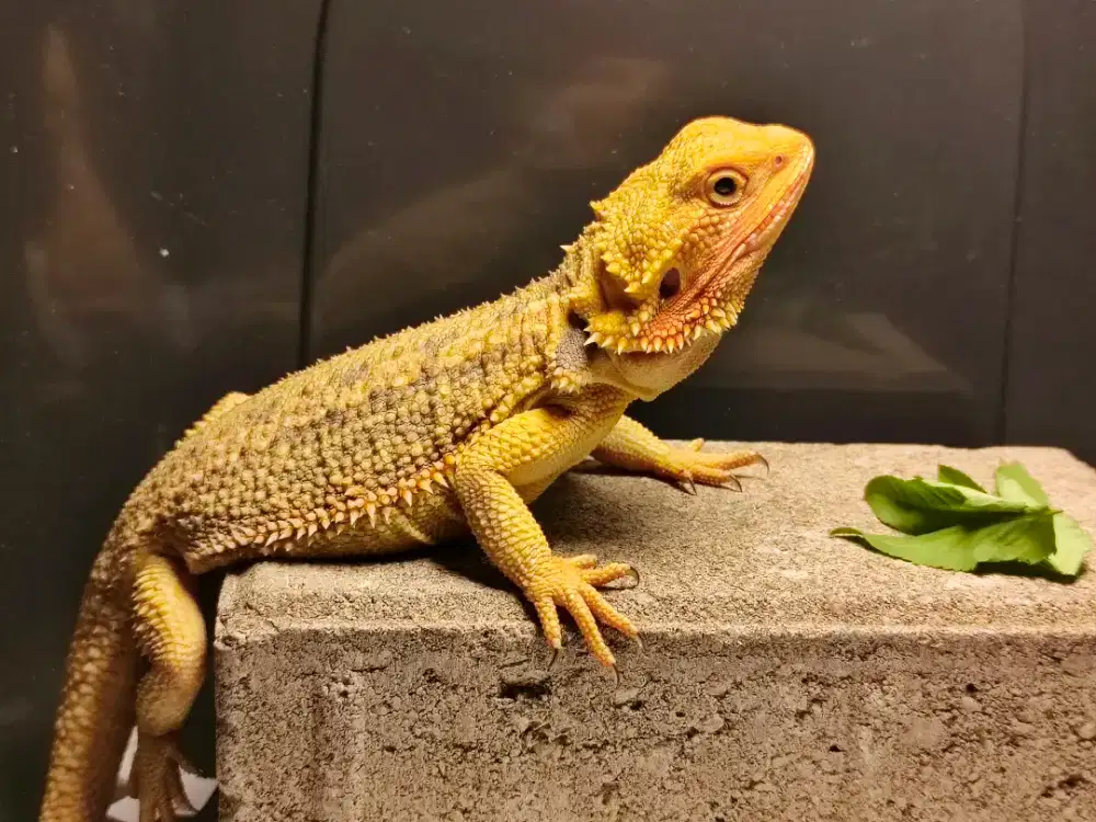 Bearded Dragon Trans Dunner Indukan