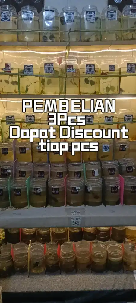 Ikan cupang hias murah mewah