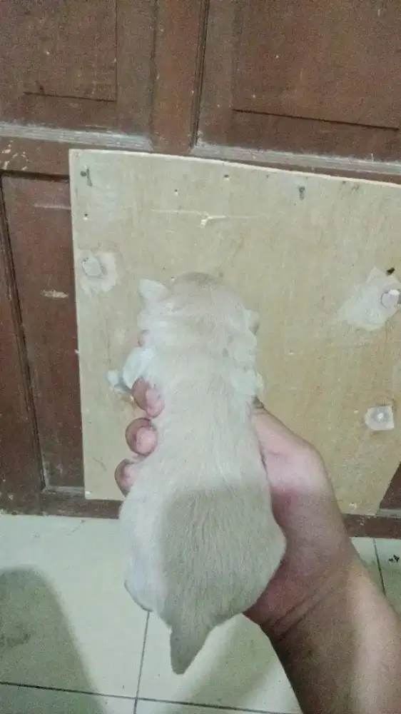 Poodle mix banyak bulu