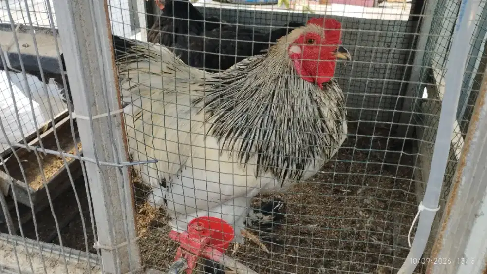 Ayam Jantan Brahma