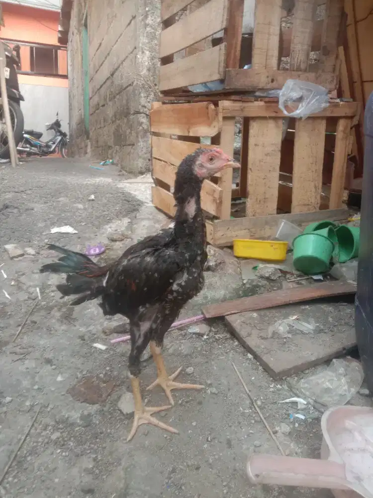 Bangkok klasik 3 bulan jantan 2 ekor