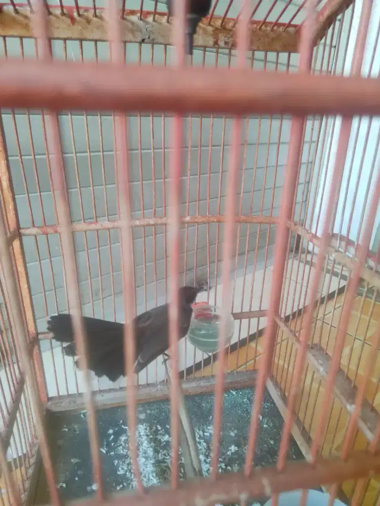 Sikatan kipas mumer