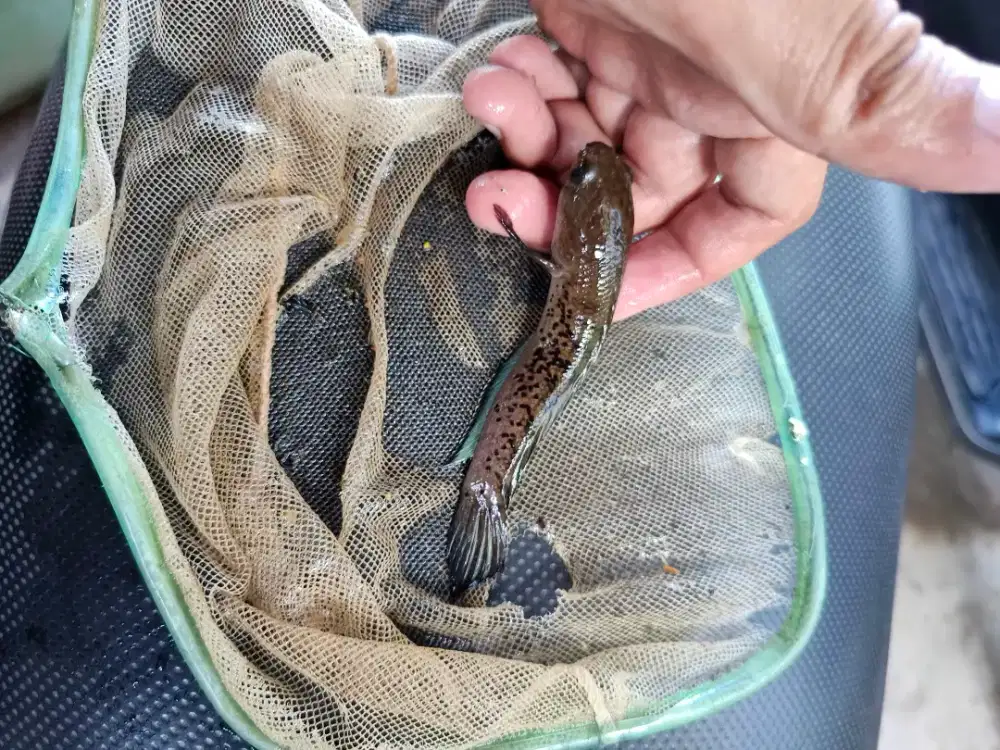 Stewarti 13 cm up