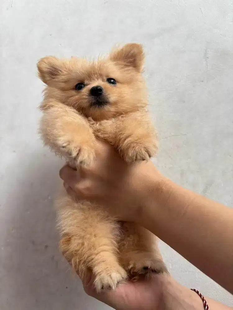 Minipom pure jantan
