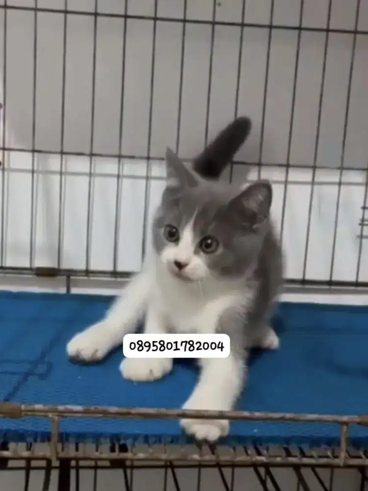 Anak kucing BSH kitten British jantan/kucing  British short hair