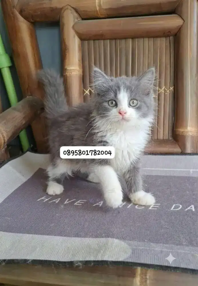 Anak kucing persia l/kitten persia  betina/kucing  persia betina