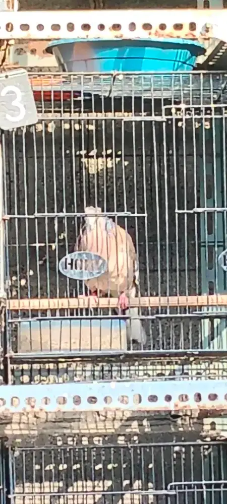 Burung derkuku lokal kuk 8..