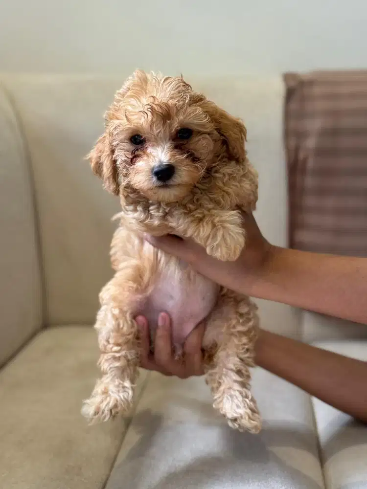 Anak Anjing Maltipoo 2 Bulan
