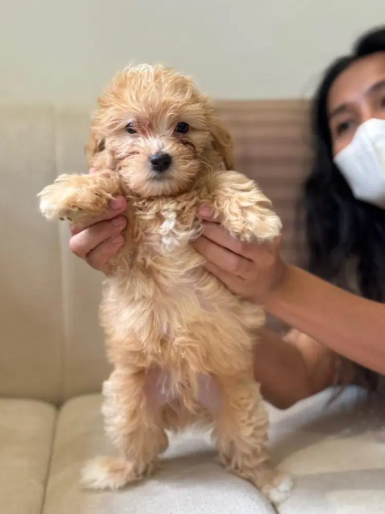 Anak Anjing Maltipoo 2 Bulan