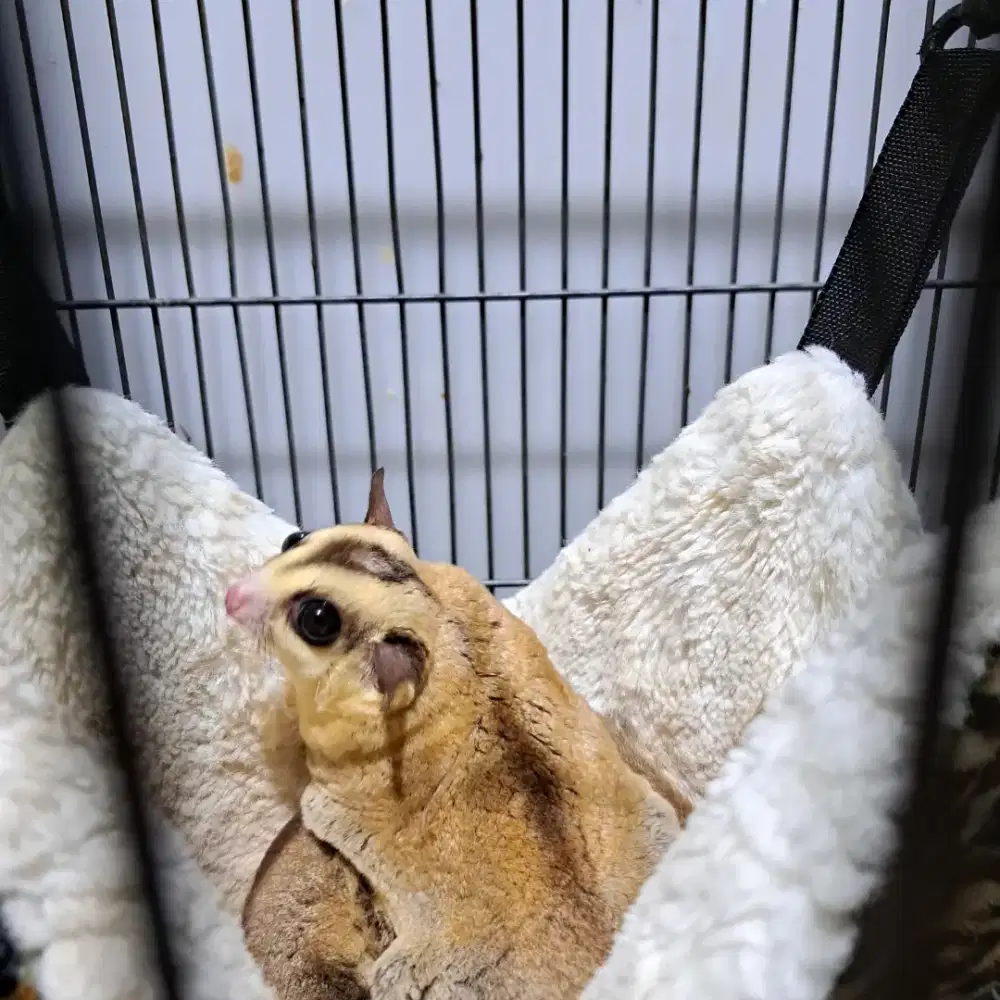 Sugar Glider Borongan