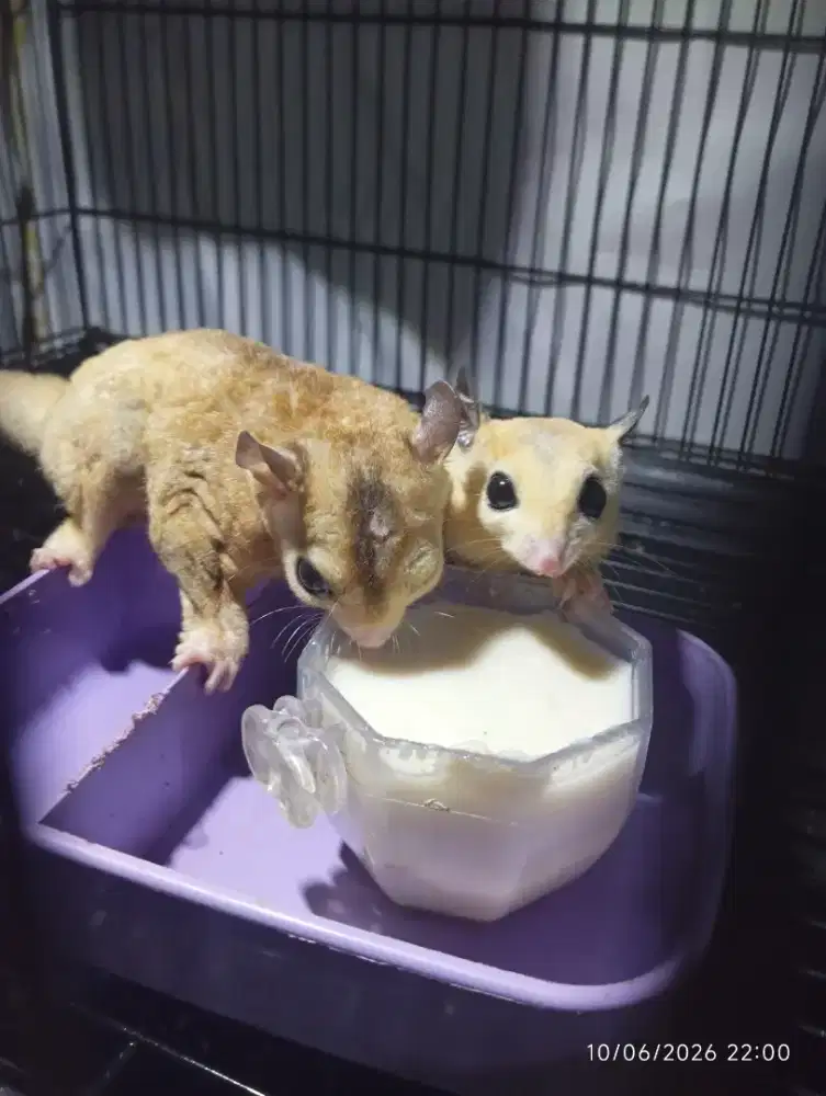 Suger glider sepasang indukan