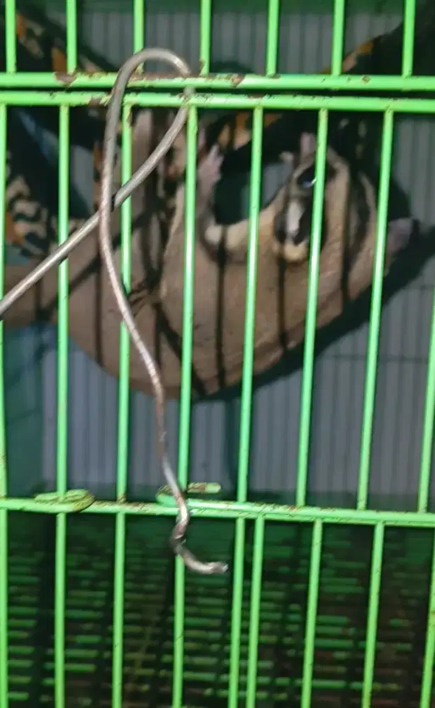 Suger glider semi obes