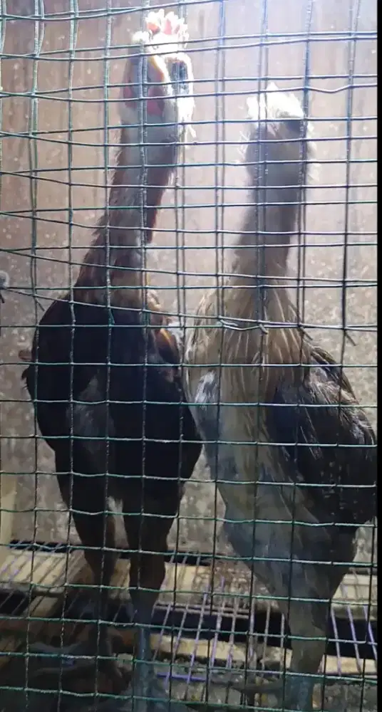 Ayam pelung jajalon jumboan