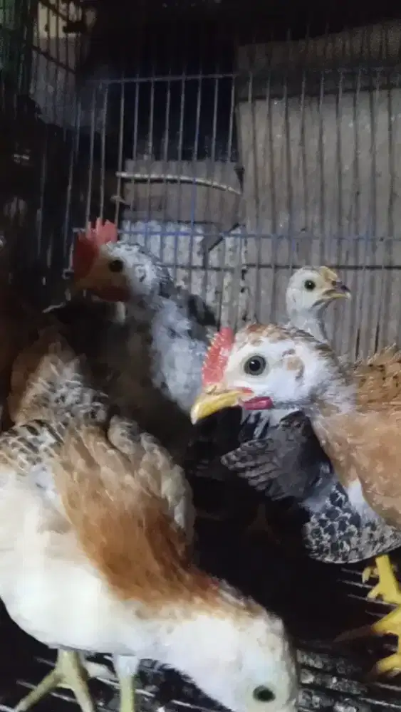 Ayam Kate mutif bagus gen bagus
