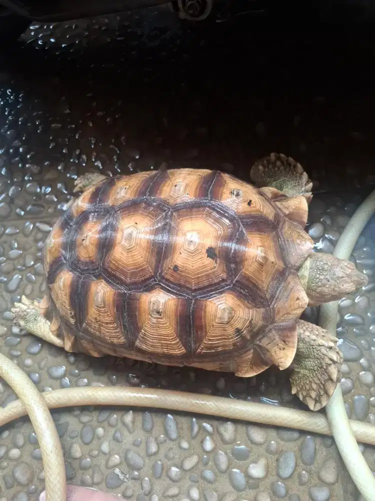 Sulcata Kura Kura