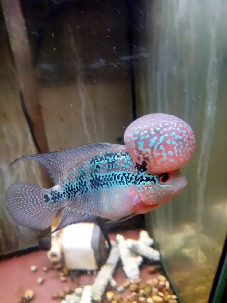 Jual ikan louhan cencu size 3 jari