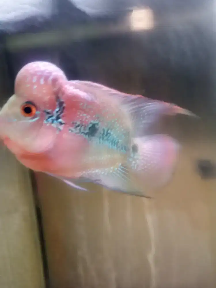 Jual ikan louhan srd sortbody size 2 jari