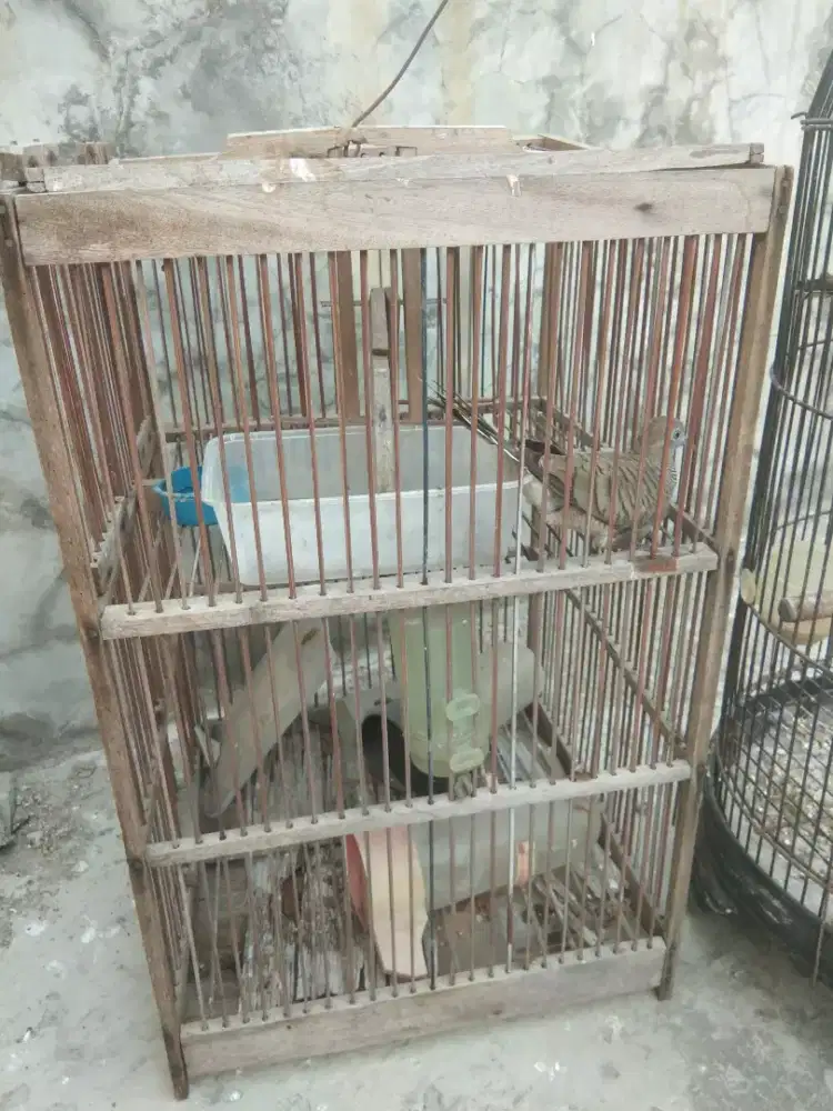 Perkutut lokal alam sepasang