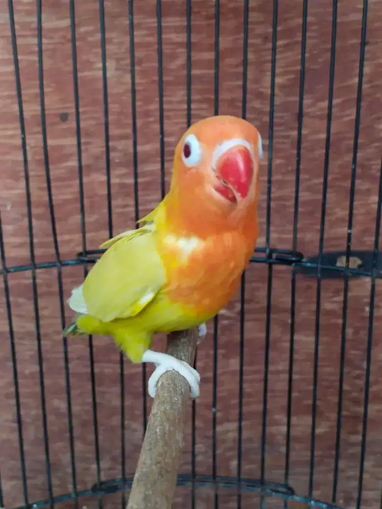 Lovebird Mata Merah