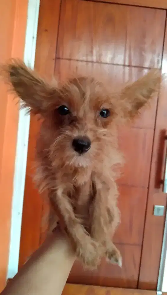 puppy mix schnauzer x poodle